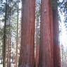 Sequoia National Forest