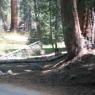 Sequoia National Forest