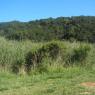 Palo Alto Foothills Park 