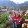 grapes harvest