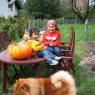 grapes harvest