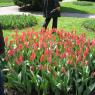 Morges Tulip Days