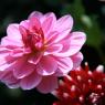 09_Mainau